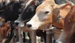 Now, coats for cows in Ayodhya!?