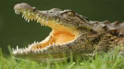 Crocodile snout ripped off as JCB runs over it