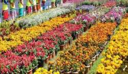 Bengaluru airport ships 41,444 kg marigolds to Dubai