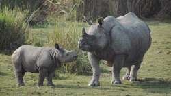 Rhinos to be reintroduced at Corbett 