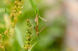 New study shows mosquitoes flap wings not just to fly but also to flirt