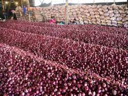 MP: Onions worth Rs 22 lakh go missing, empty truck found