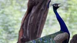 Peacocks found dead