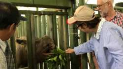 Sumatran rhino is extinct in Malaysia as lone survivor dies