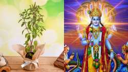 Tulsi Vivah 2019: Know date, timings, katha & puja vidhi