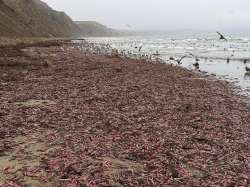 California beach penis fish Latest News, What is the most popular beach in california