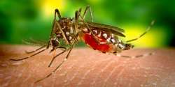 Malaria carrying mosquitoes sense insecticide with leg proteins: Study