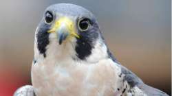 Peregrine falcon