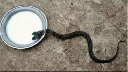 Two-headed snake found in Bengal village