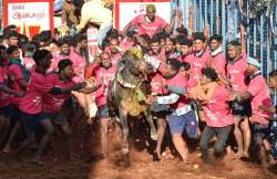 Bulls awe tamers, Jallikattu events in Tamil Nadu continue to be crowd-pullers