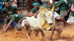 One killed, 30 injured in Jallikattu at Tamil Nadu's Alanganallur (Representational Image)