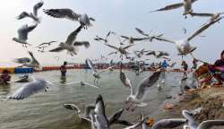 Less migratory birds visiting Dhanbad's famous Maithan dam (Representational Image)