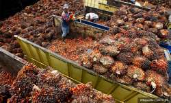 Palm Oil Imports: 30,000 tonnes of palm oil stuck at Indian ports after Malaysia import curbs?