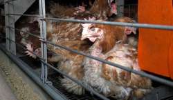 Bird flu detected in Odisha, culling ordered