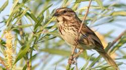 Over 50 percent of Indian birds at long-term risk: Report