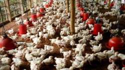 Chicken sales down 50%, prices by 70% in India on coronavirus rumour