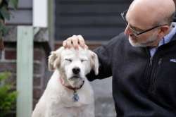 Can pets at home spread the new coronavirus? WHO answers