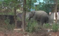 4 dead, 3 injured after elephant enters into residential area in Bhubaneswar