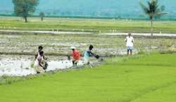 A representative image of a farm