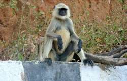 Mission at hand: Ahmedabad airport officials dress in bear costume to chase away langurs | WATCH