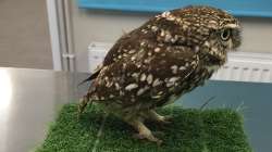 Obese owl, owl diet, owl on diet, Plump, Plump owl, fat owl, owl, Suffolk Owl Sanctuary, wild owl, 