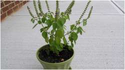 Vastu Tips for home: Keeping tulsi plant ensures financial stability