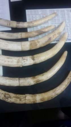 DRI seizes 13 kg of elephant tusk, one nabbed