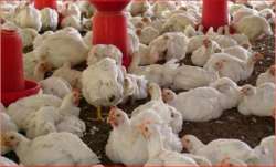 Bird flu confirmed in two areas in Kerala's Kozhikode