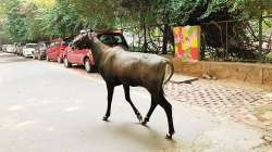 Lockdown Day 3: Nilgai spotted on road near GIP Mall in Noida Sec-18 | Watch