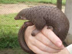 Coronavirus found in pangolins smuggled into China