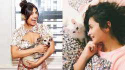 Have you seen these Bollywood pets who are Instagram superstars?