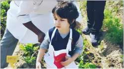 Kareena Kapoor's son Taimur picks organic veggies at a farm, video goes viral