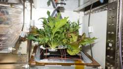 NASA's space-grown lettuce is safe and nutritious as ones on Earth