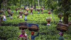 Coronavirus trouble for Indian tea, exports likely to be hit