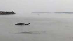 Dolphin, Ganga, Meerut, Uttar Pradesh