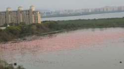 Pink flamingos make a spectacular show at NRI creek in Navy Mumbai