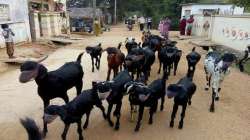 Fearing corona, Telangana farmer puts masks on goats