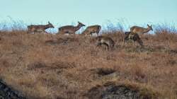 Quarantine wards set up at Corbett to save wildlife from coronavirus