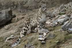 Snow leopard kills 37 sheep and Pashmina goats in Ladakh   