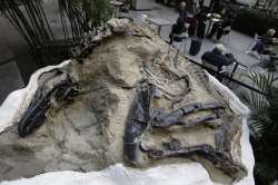 Rare 'toothless' dinosaur, Elaphrosaur discovered in Australia (Representational image)