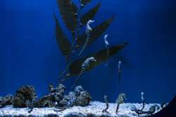  In this photo taken on Thursday, May 21, 2020, seahorses swim in their tank at the Aquarium of Geno