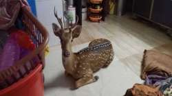 The deer that was found at a house in Mumbai