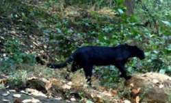 Black Panther spotted in Goa sanctuary