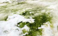 After blood-red snow, Antarctica now turns green