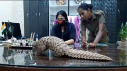 The pangolin rescued from a quarantine centre in Cuttack