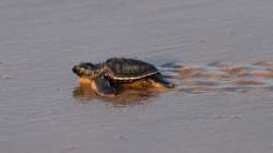 Millions of Olive Ridley turtles make their way to the sea on this Odisha coast