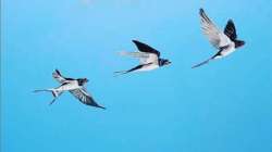 Vastu Tips: Picture of flying birds in the house increases confidence and morale