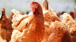 Study traces origin of domestic chicken