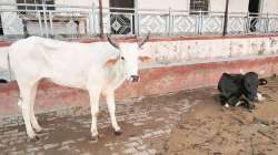 Himachal Pradesh, cow, firecracker, pregnant elephant, kerala