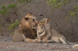 Asiatic Lions